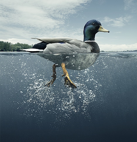 Swim Like a Duck